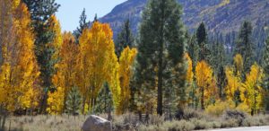Fall Colors Eastern Sierra