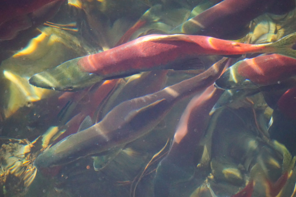 Annual Run of the Kokanee Salmon at Taylor Creek, Lake Tahoe