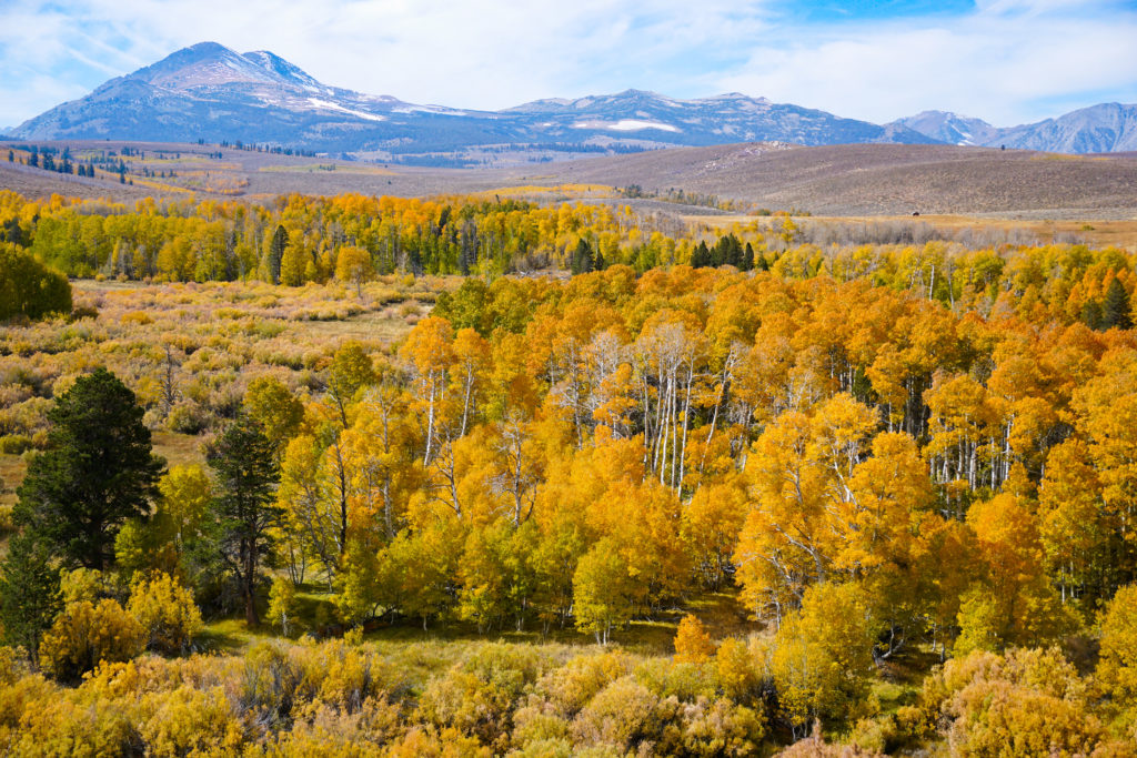 Fall Colors at Conway Summit in the Eastern Sierra