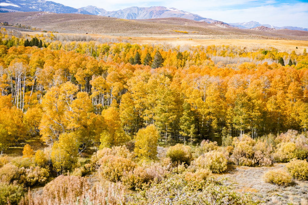 Fall Colors at Conway Summit in the Eastern Sierra