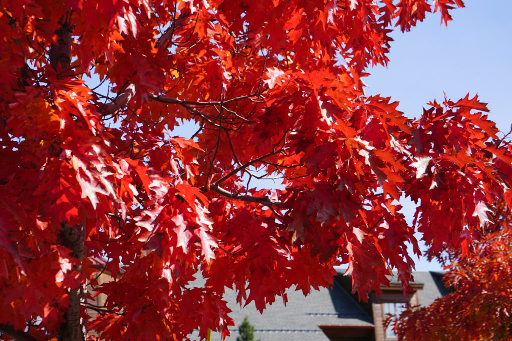 Maple Leaves in the Fall, Heavenly Village, South Lake Tahoe
