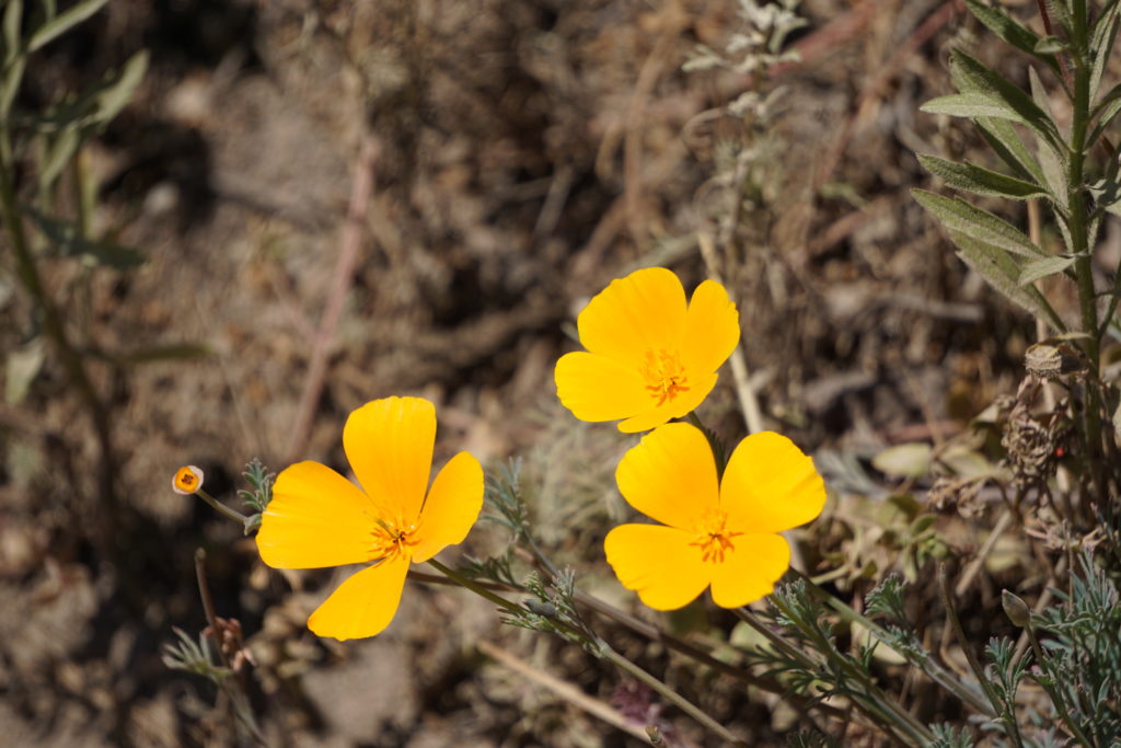 California poppies bloom along Bird Island Trail in Point Lobos State Reserve