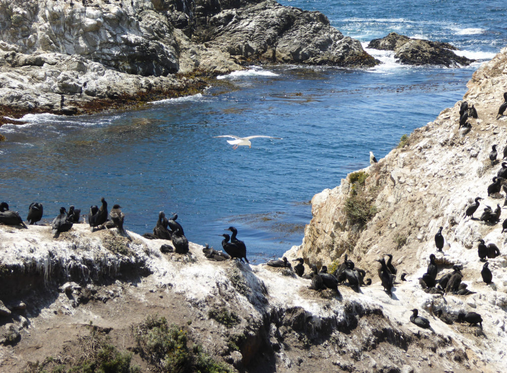 Bird Island Point Lobos State Reserve