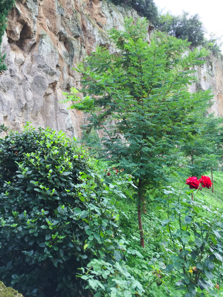 Roses growing along stone wall at the Misia Resort near Orvieto