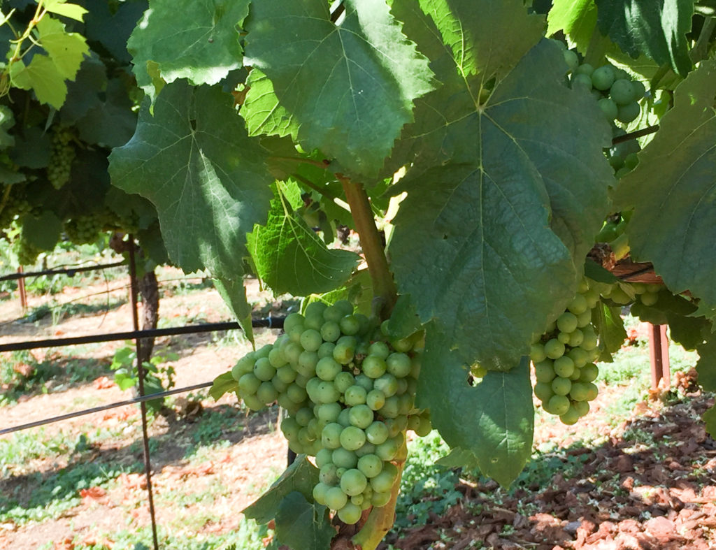 Bunches of grapes hanging from the vine at Domaine Carneros in the Napa Valley in California