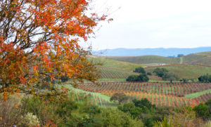 View from Artesa Winery Napa Valley California
