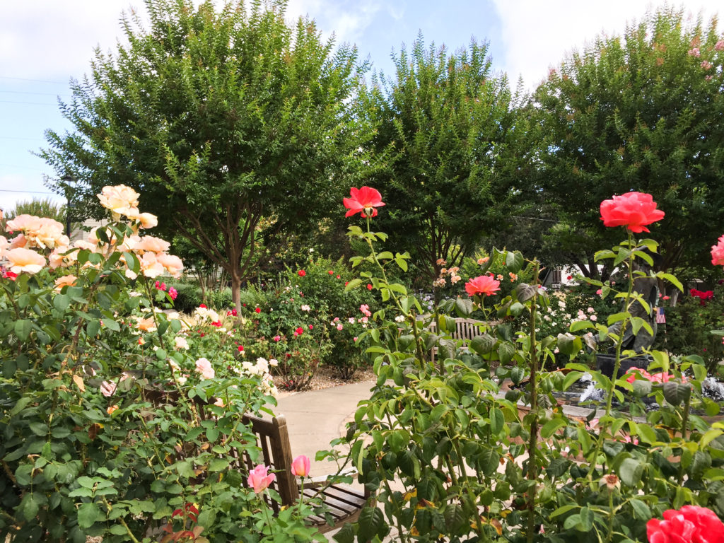 Public rose garden Yountville California