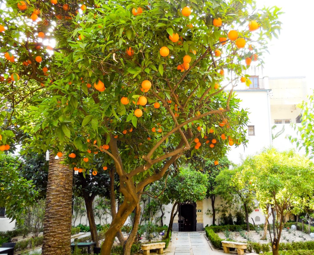 Citrus in a patio in Cordoba Spain