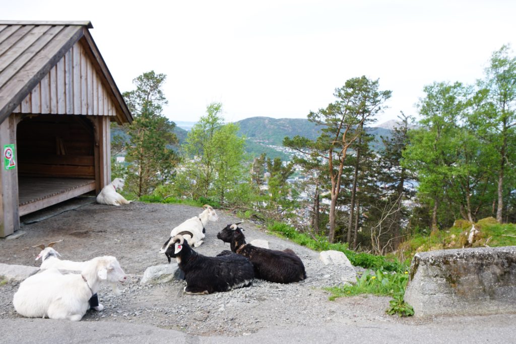 The goats of Mt. Floyen in Bergen Norway