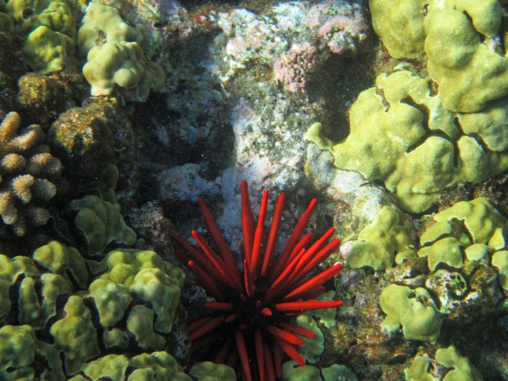 Coral Maui Hawaii