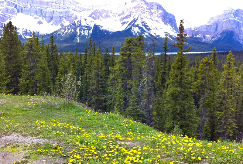 Driving the Icefields Parkway should be at the top of your list of things to do in Lake Louise!