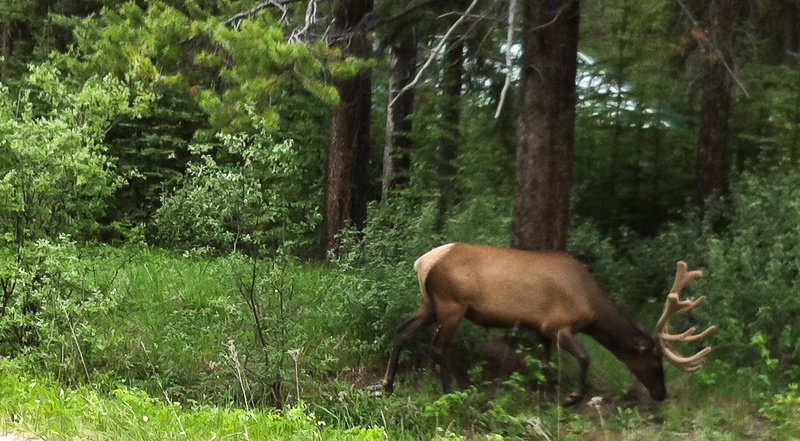 Elk in Banff National Park Alberta Canada