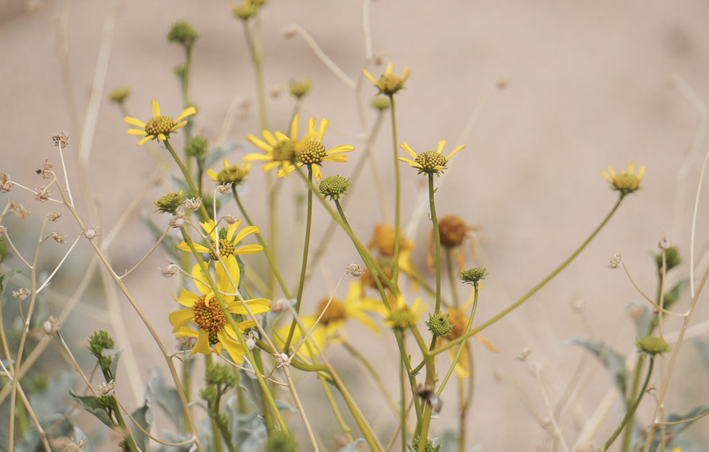Early wildflowers at Joshua Tree National Park in California