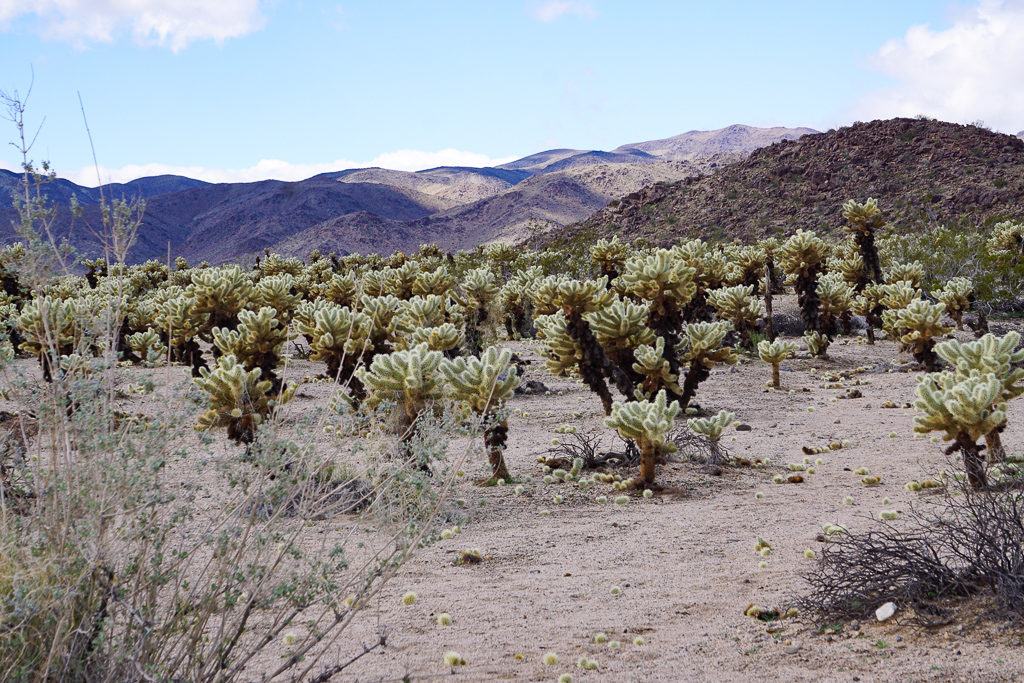 Strolling through the Cholla Cactus Garden is one of the fun things to do in Joshua Tree!