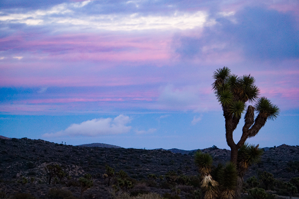 10 Unmissable Things to Do in Joshua Tree National Park (in One Day ...