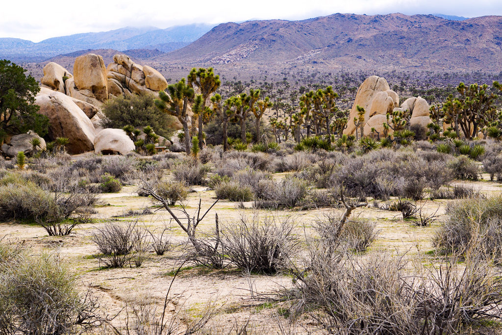 Hiking the Hidden Valley Trail is one of the fun things to do in Joshua Tree in California
