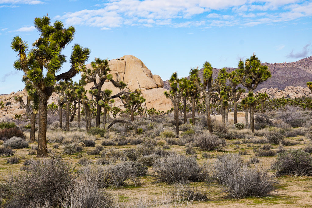 One of the most awesome things to see in Joshua Tree are the namesake Joshua trees!