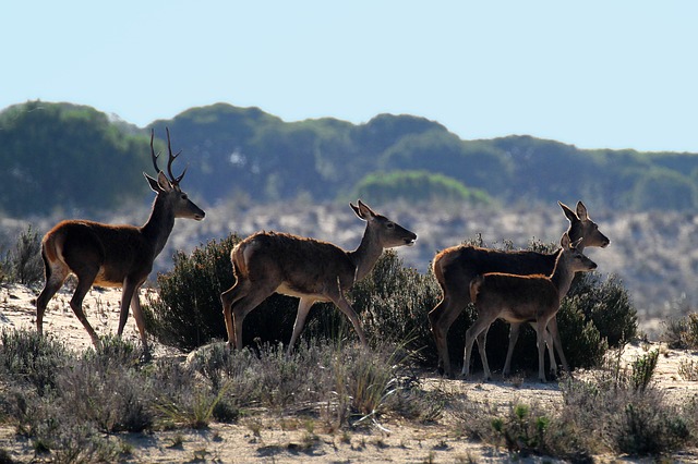 Deer in Donana National Park Andalusia Spain