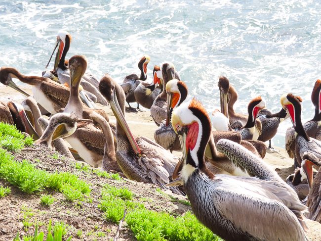 California Brown Pelicans La Jolla Cove California