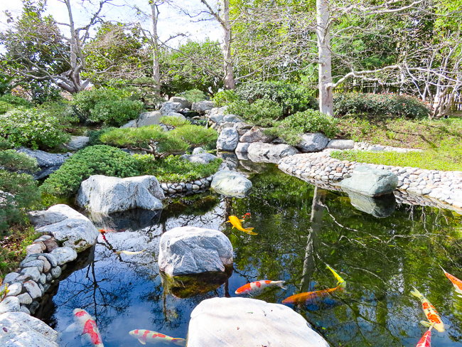 Koi Pond Japanese Garden Balboa Park San Diego California