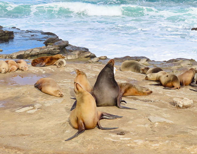 Sea lions at La Jolla Cove, California