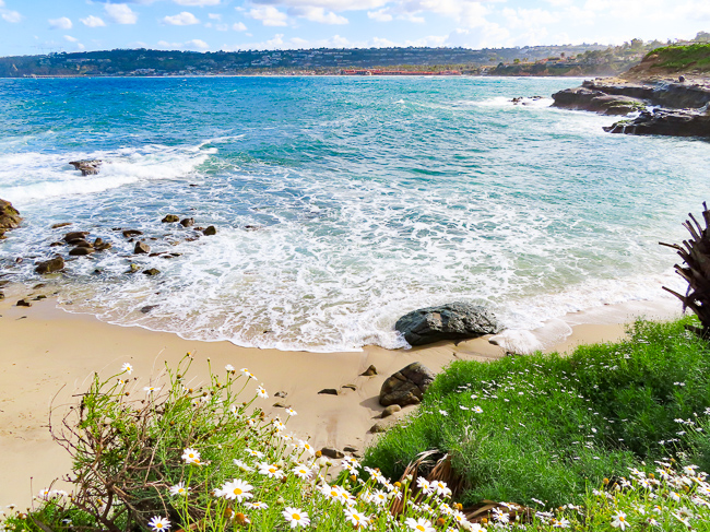 Wildflowers at la Jolla Cove, California