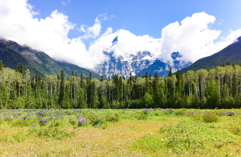 Wildflowers at Mount Robson Visitor Center, British Columbia, Canada