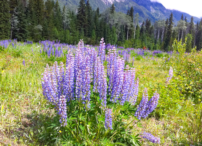 Wildflowers at Mount Robson Visitor Center, British Columbia, Canada