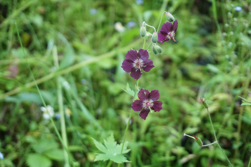 Wildflowers at Vintgar Gorge in late May