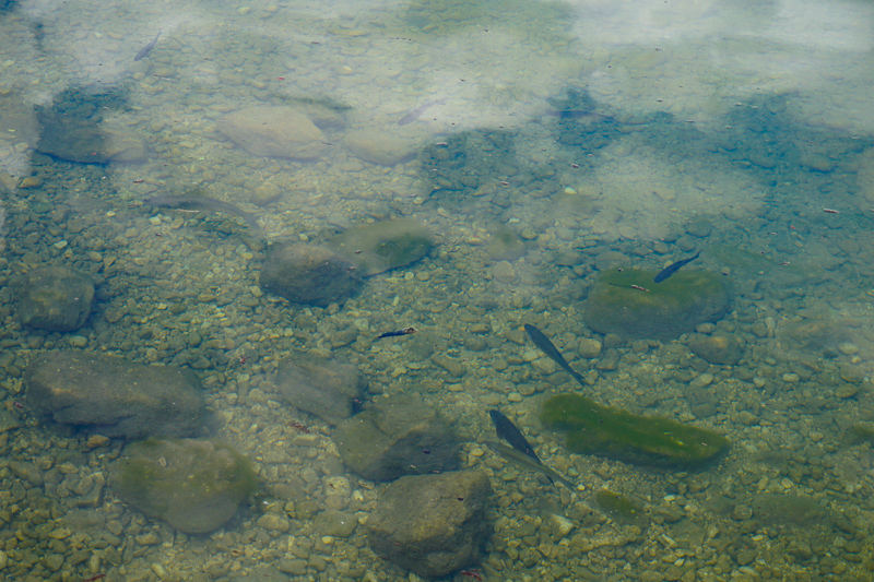 The water at Lake Bohinj is clear