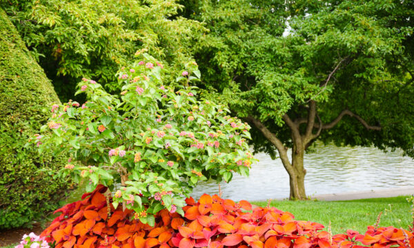 10 Fun Things to Do in the Boston Public Garden (Swan Boat Rides, Anyone?)!