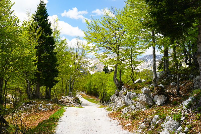 Walking path Mount Vogel Slovenia
