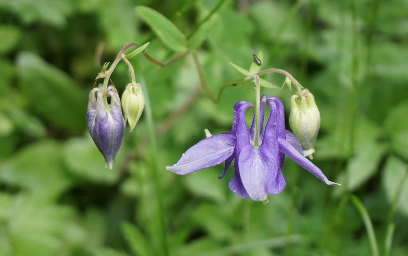 Wildflowers Bled Island Slovenia