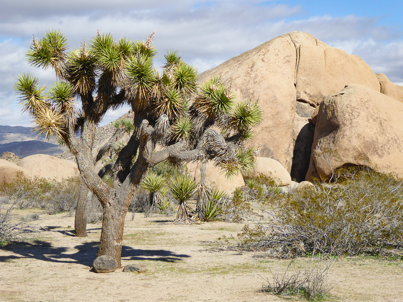 A mature Joshua Tree in Joshua Tree National Park California