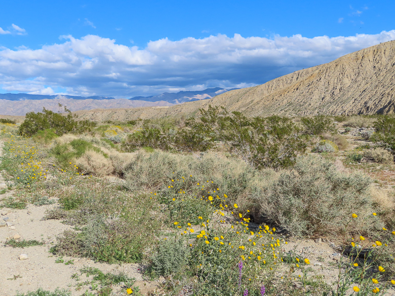 California Desert Landscape near Palm Springs