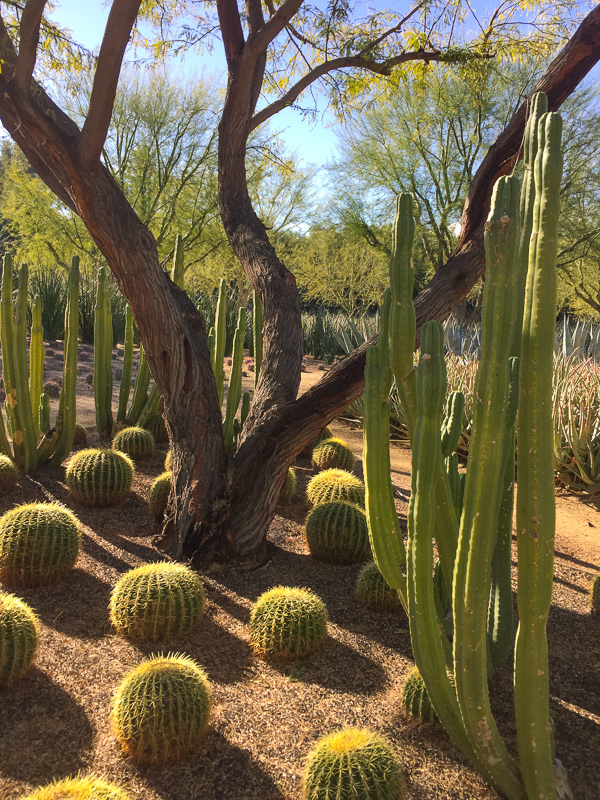 Succulents arranged beautifully at Sunnylands in Rancho Mirage California