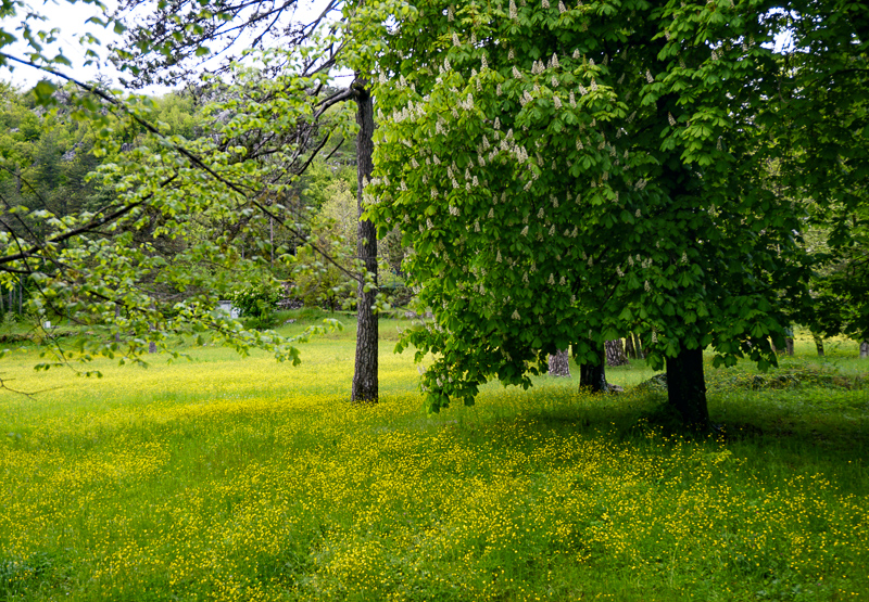 Wildflower Meadow Cetinje Montenegro