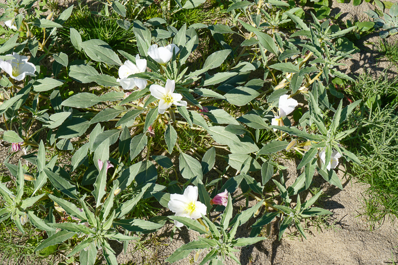 Wildlowers at Anza-Borrego State Park in California