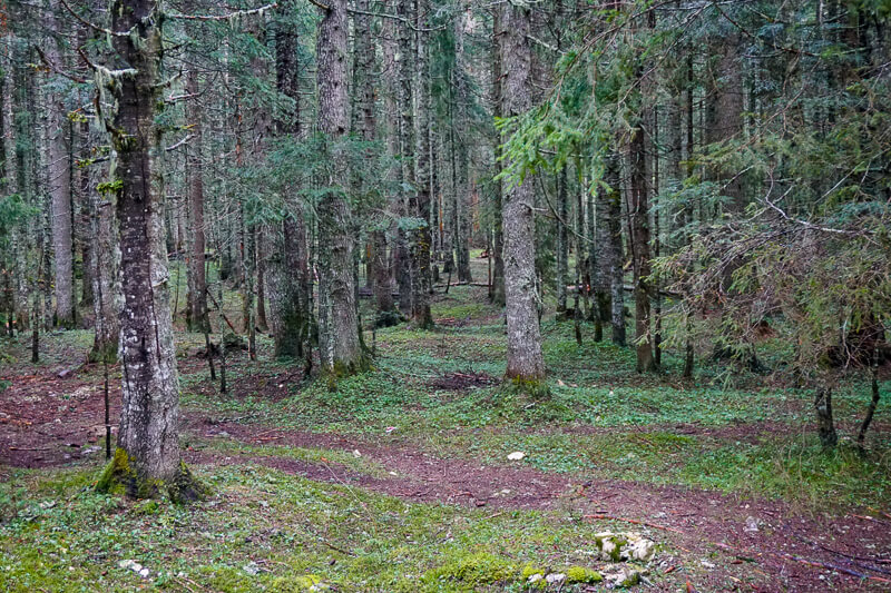 Pine Forest Black Lake Montenegro