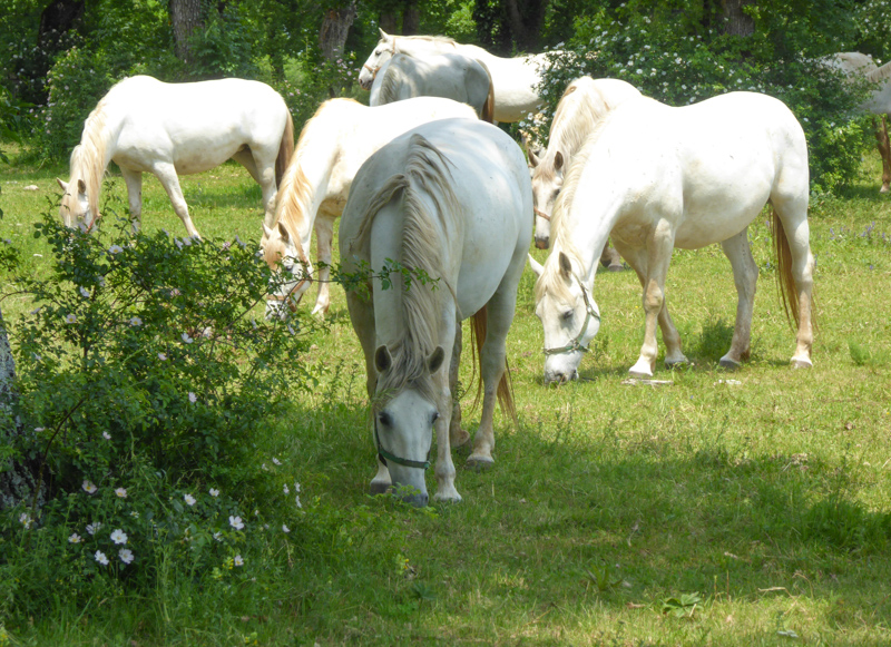 Mares feeding at Lipica Stud Farm in Slovenia