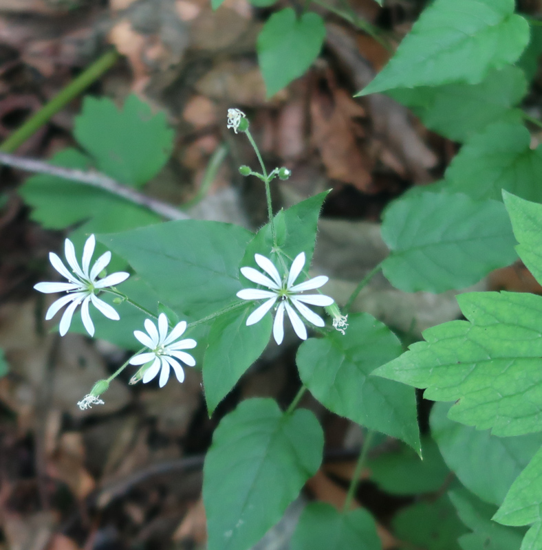 Wildflowers in Slovenia in the spring