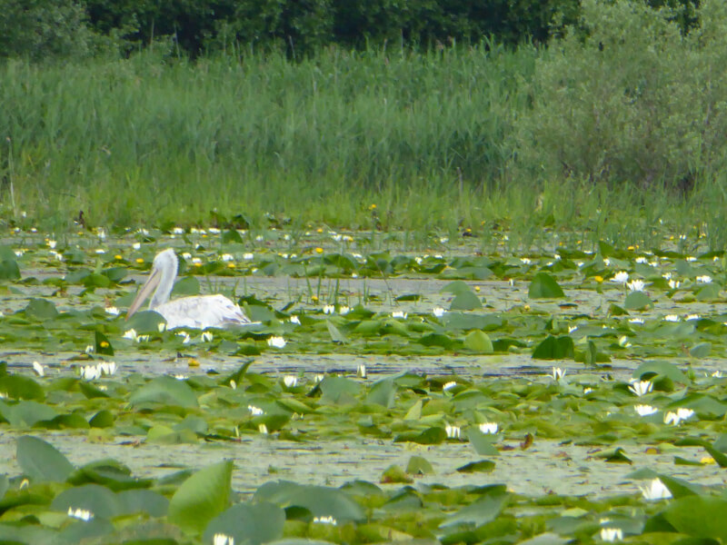 Dalmatian pelican at Lake Skadar in Montenegro