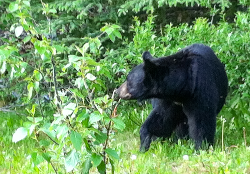 Black Bear in Jasper National Park Canada