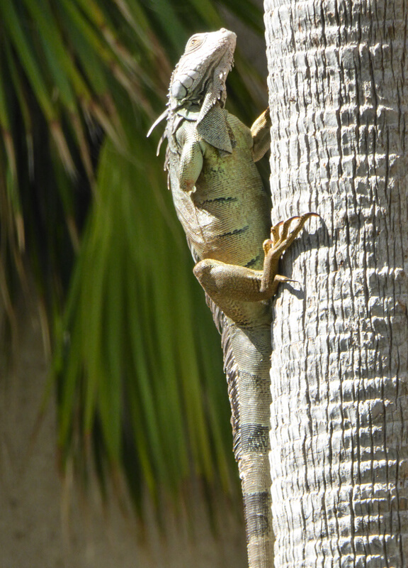 Iguana in Ponce Puerto Rico