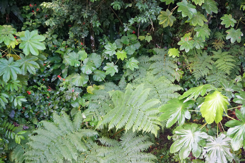 Tropical vegetation El Yunque Puerto Rico