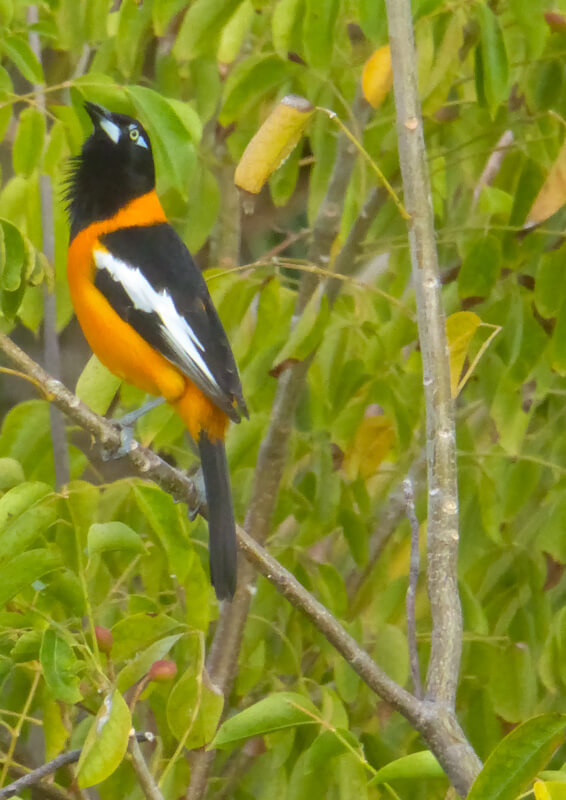 Venezuelan Troupial in Ponce Puerto Rico