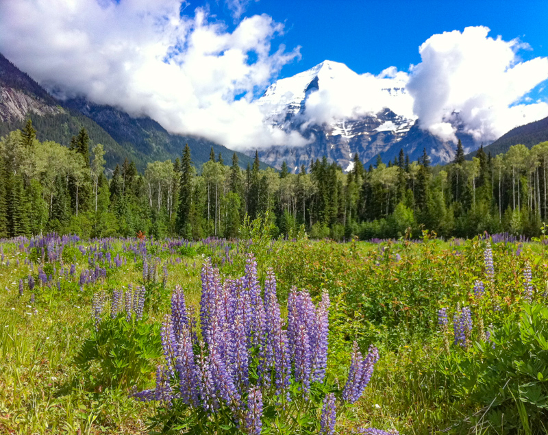 Wildflowers at the Mount Robson Visitor Center in Canada