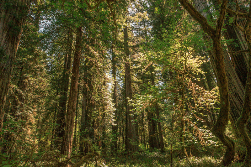 Redwood National Park California USA