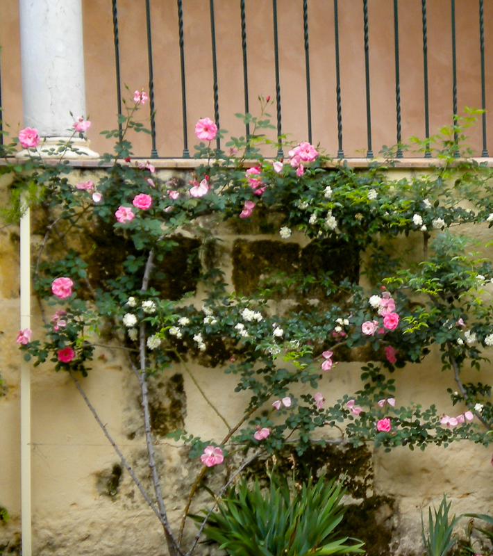 Climbing Rose at the Seville Alcazar Gardens