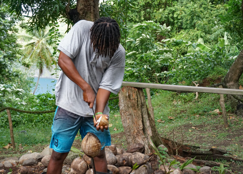 Fresh coconut Saint Lucia